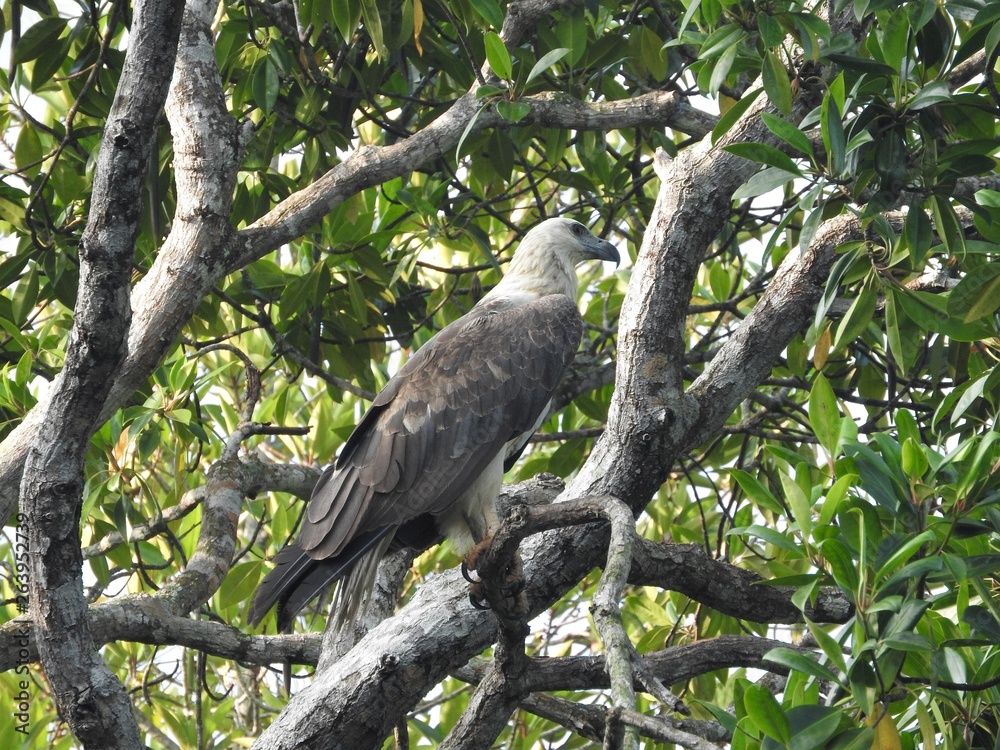 Mature bald eagle sitting on a tree branch on a blue sky background, in the jungles of Sri Lanka. Mature bald eagle sitting on a tree branch on a blue sky background, in the jungles of Sri Lanka.