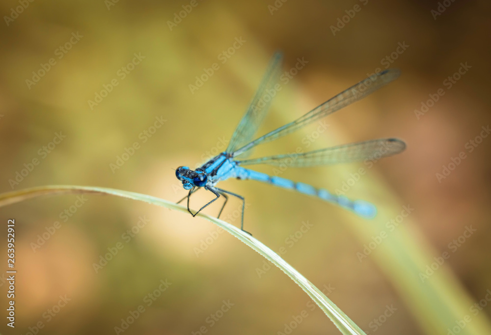 Blue dragonfly on a yellow background. Dragonfly sitting on a dry blade of grass. Textured wings. Bright summer day. Predatory insect. Coenagrionidae. Macrophotography close-up, side view. Blue dragonfly on a yellow background. Dragonfly sitting on a dry blade of grass. Textured wings. Bright summer day. Predatory insect. Coenagrionidae. Macrophotography close-up, side view.