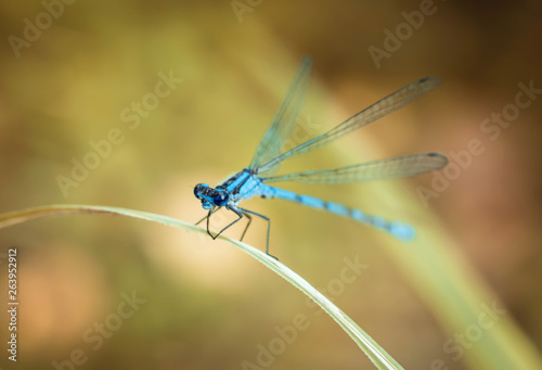 Blue dragonfly on a yellow background. Dragonfly sitting on a dry blade of grass. Textured wings. Bright summer day. Predatory insect. Coenagrionidae. Macrophotography close-up, side view.