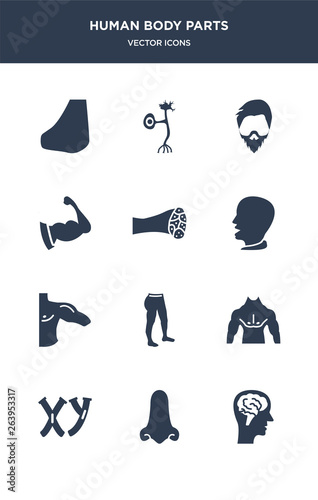Fototapeta Naklejka Na Ścianę i Meble -  12 human body parts vector icons such as male head side view with brains, male nose of a line, masculine chromosomes, men chest, men leg contains men shoulder, mouth open, muscle fiber, muscular