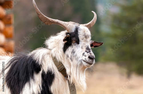 Portrait of a goat on the field