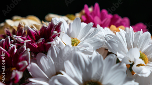 Various сhrysanthemums flowers on black background. Сopy space. Bouquet of colorful flowers. Blooming beautiful flowers