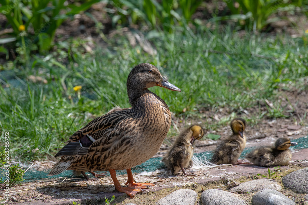 Close up of a newborn Mallard Duck chick (Anas platyrhynchos) Close up of a newborn Mallard Duck chick (Anas platyrhynchos)