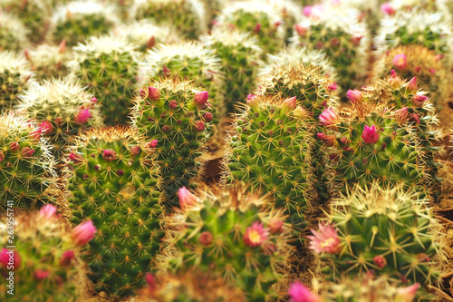 many small blooming cacti...
