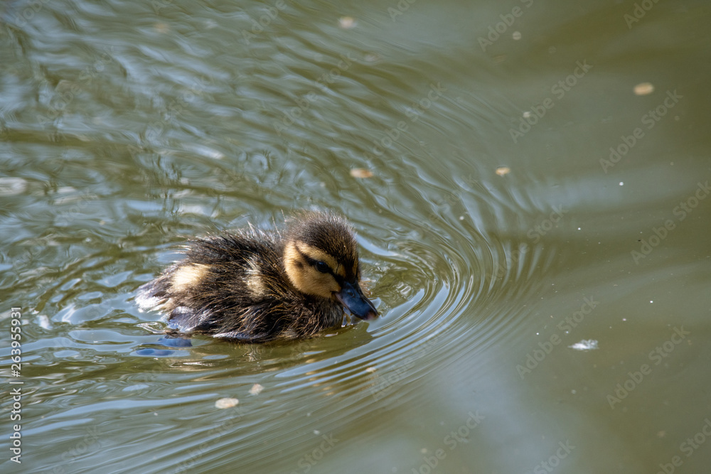 Small ducks on a pond. Fledglings newborn mallards.(Anas platyrhynchos) Small ducks on a pond. Fledglings newborn mallards.(Anas platyrhynchos)