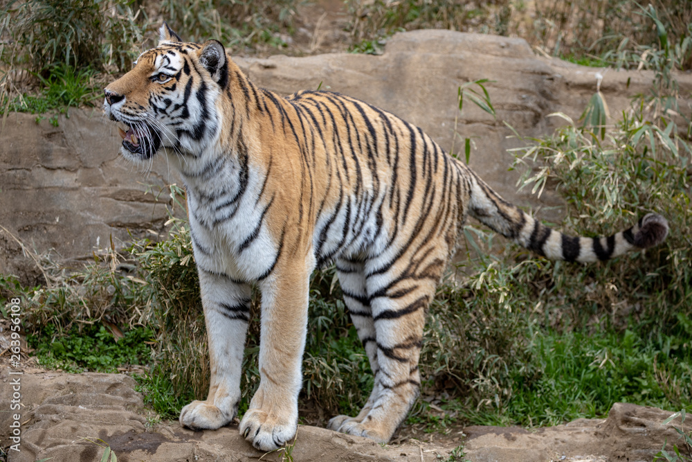 Obraz premium アムールトラ