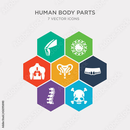 simple set of human skull with crossed bones, human spine, human teeth, uterus icons, contains such as icons with focus on the lungs, immune system, kneecap and more. 64x64 pixel perfect.