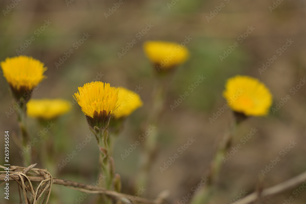 yellow spring flowers tussilágo in the forest yellow spring flowers tussilágo in the forest