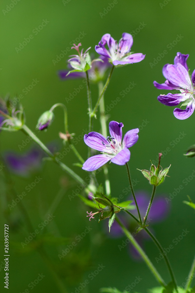 forest flower on green fresh background forest flower on green fresh background