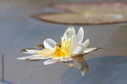 wild lotus flower in a lake