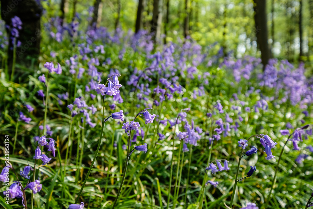 Fototapeta premium Bluebell Woods