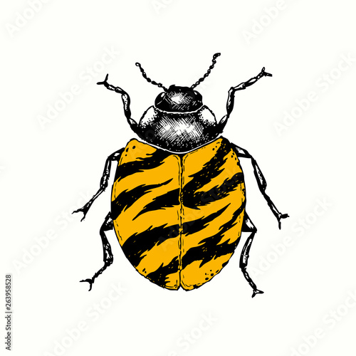 A fantasy Ladybird / ladybug insect with a tiger pattern shell. Hand drawn sketch.
