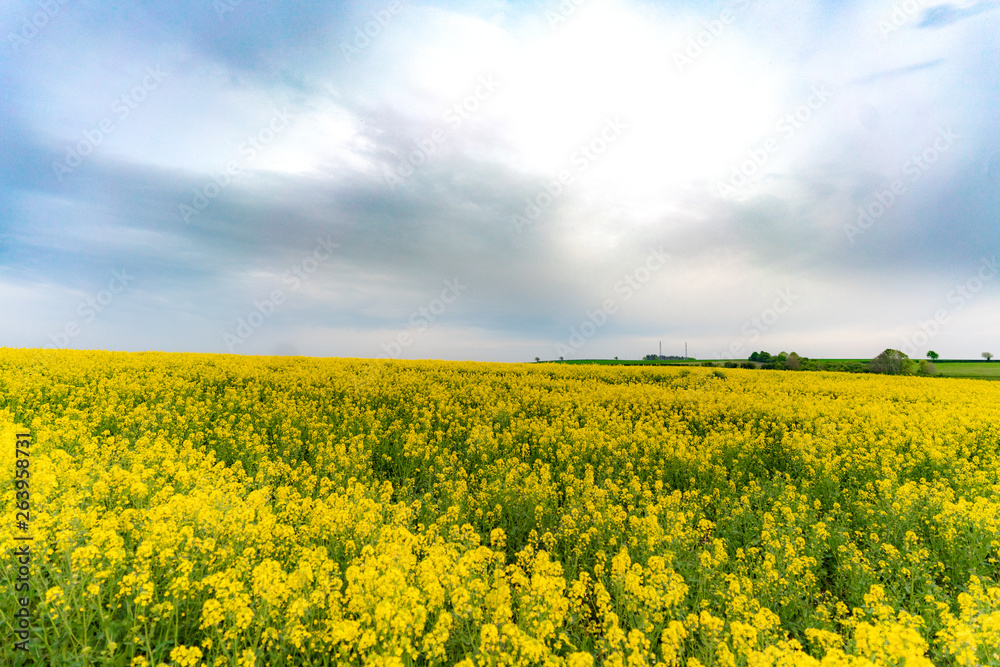 yellow field of oilseed rape with amazing sky yellow field of oilseed rape with amazing sky