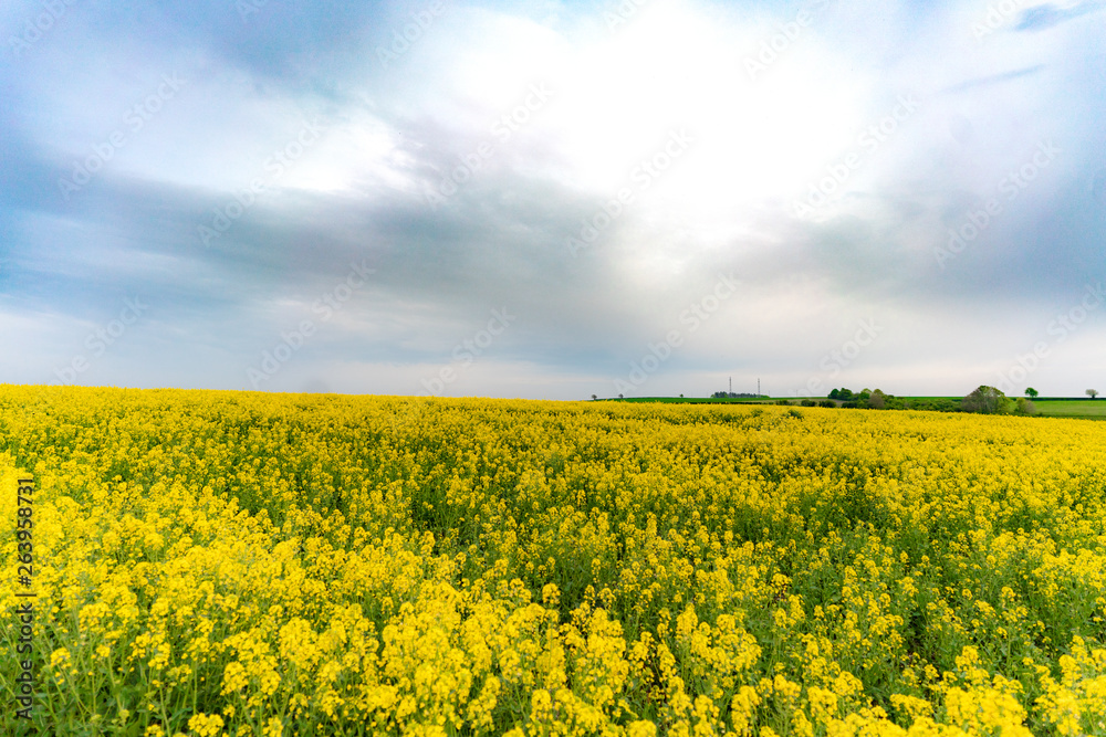 yellow field of oilseed rape with amazing sky