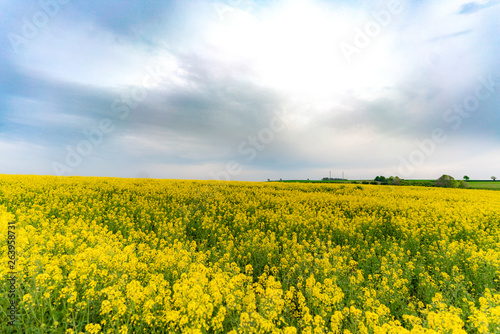 yellow field of oilseed rape with amazing sky