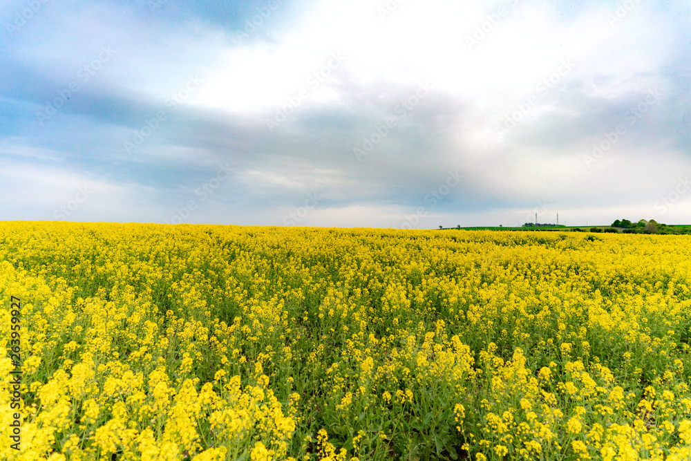 yellow field of oilseed rape with amazing sky