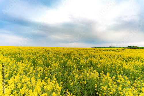 yellow field of oilseed rape with amazing sky © Mariia