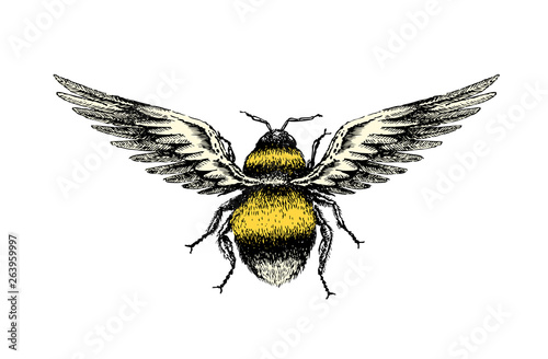 Drawing Of A Fantasy Bumblebee With Bird Wings © James Thew