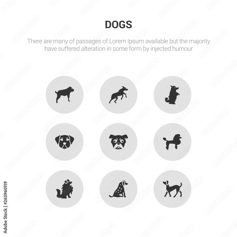 9 round vector icons such as plott hound dog, pointer dog, pomeranian dog, poodle pug contains puggle pumi rhodesian ridgeback rottweiler plott hound pointer icon3_, gray dogs icons