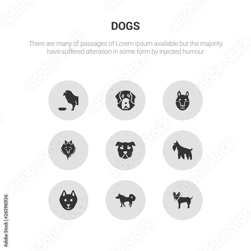 9 round vector icons such as russian toy dog, samoyed dog, schipperke dog, schnauzer shar pei contains shetland sheepdog shiba inu st. bernard tibetan mastiff russian toy samoyed icon3_, gray dogs © CoolVectorStock