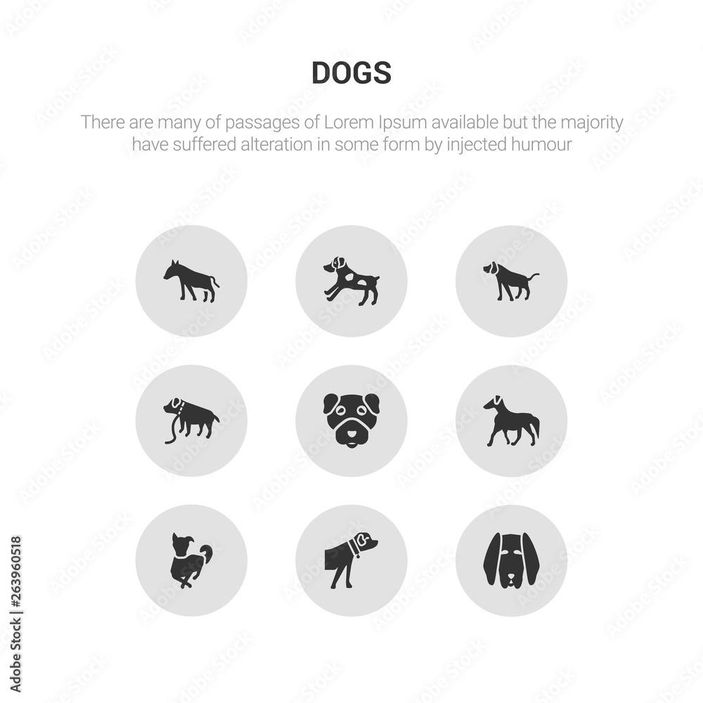 9 round vector icons such as bloodhound dog, boerboel dog, border collie dog, borzoi boston terrier contains boxer bracco italiano brittany bull terrier bloodhound boerboel icon3_, gray dogs icons