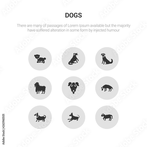9 round vector icons such as barbet dog, basenji dog, basset hound dog, beagle beauceron contains bergamasco berger picard bernese mountain bichon frise barbet basenji icon3_, gray dogs icons