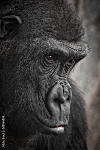 Gorila de Montaña © Grey G.
