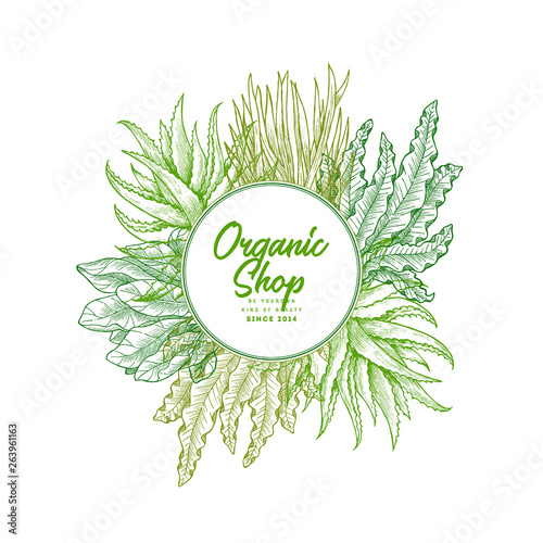 Super greens design template. Aloe, wheatgrass, spinach, spirulina (seaweed). Green plants. Vector illustration 