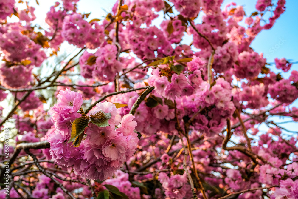 Cherry Blossom