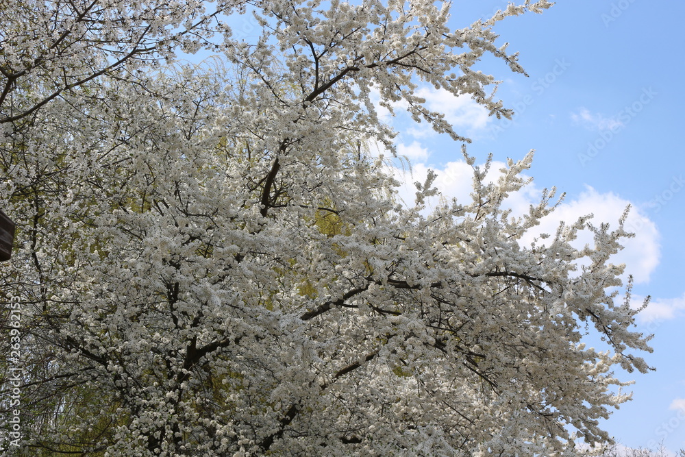Fruit tree bloomed in white fragrant flowers in spring Fruit tree bloomed in white fragrant flowers in spring