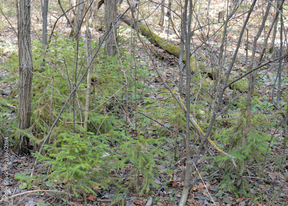 overgrown with trees and spruce forest in early spring afternoon overgrown with trees and spruce forest in early spring afternoon