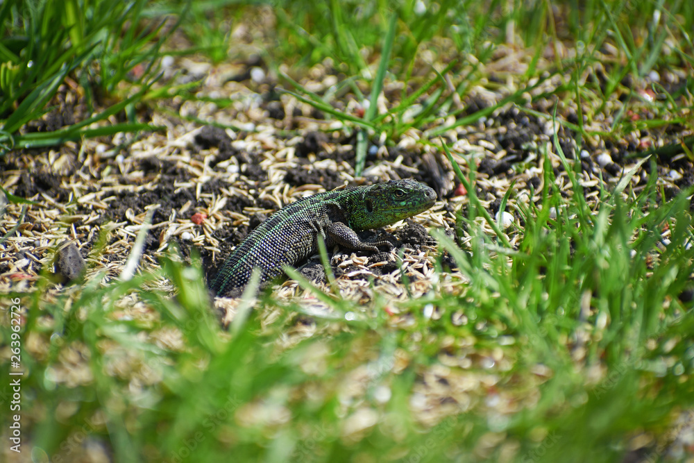 lizard lizard