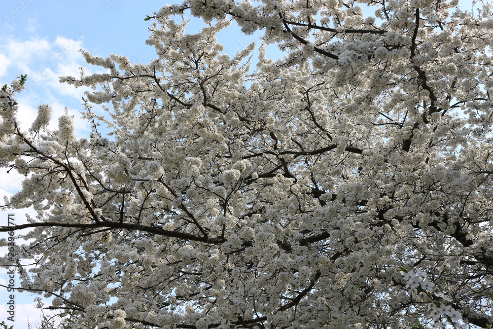 Fruit tree bloomed in white fragrant flowers in spring Fruit tree bloomed in white fragrant flowers in spring