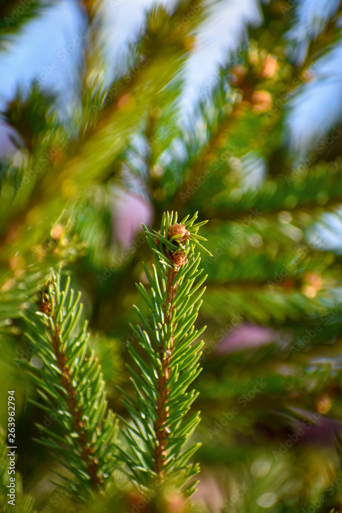 Fototapeta premium green branch of a tree