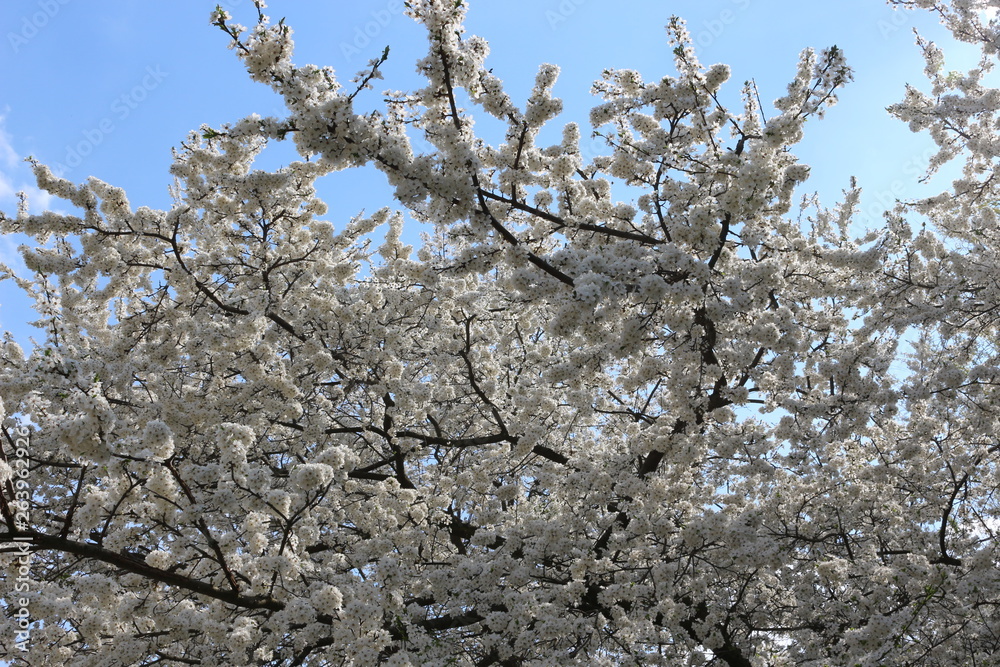 Fruit tree bloomed in white fragrant flowers in spring Fruit tree bloomed in white fragrant flowers in spring