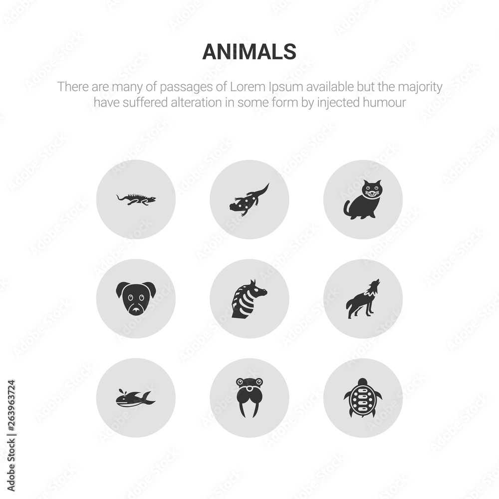 9 round vector icons such as turtle, walrus, whale, wolf, zebra contains puppy, kitten, salamander, iguana. turtle, walrus, icon3_, gray animals icons