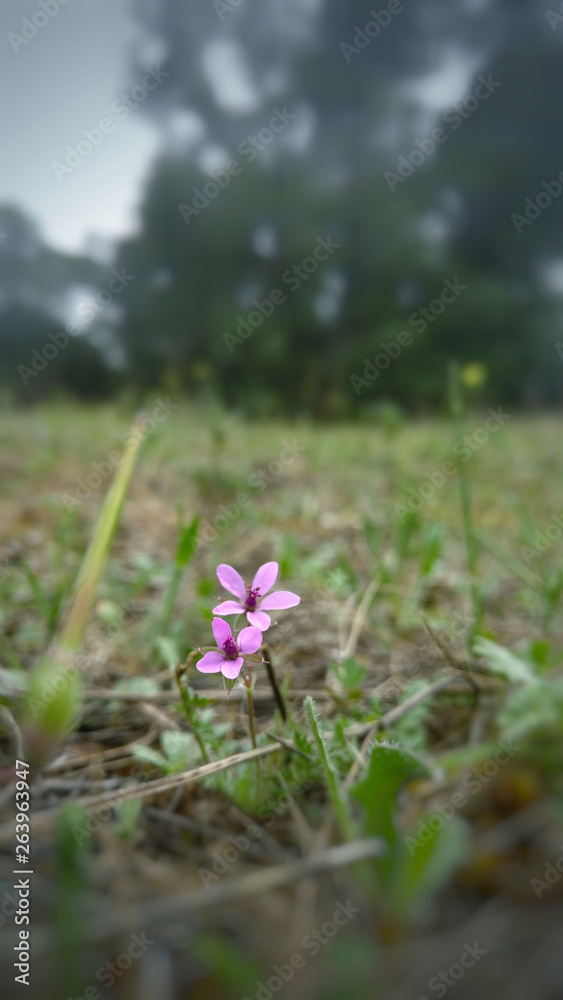 Lonely purple flower in the middle of the field Lonely purple flower in the middle of the field
