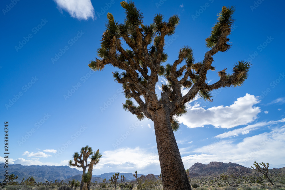Wide angle, artistic view of a large Joshua Tree, in Joshua Tree National Park in California Wide angle, artistic view of a large Joshua Tree, in Joshua Tree National Park in California