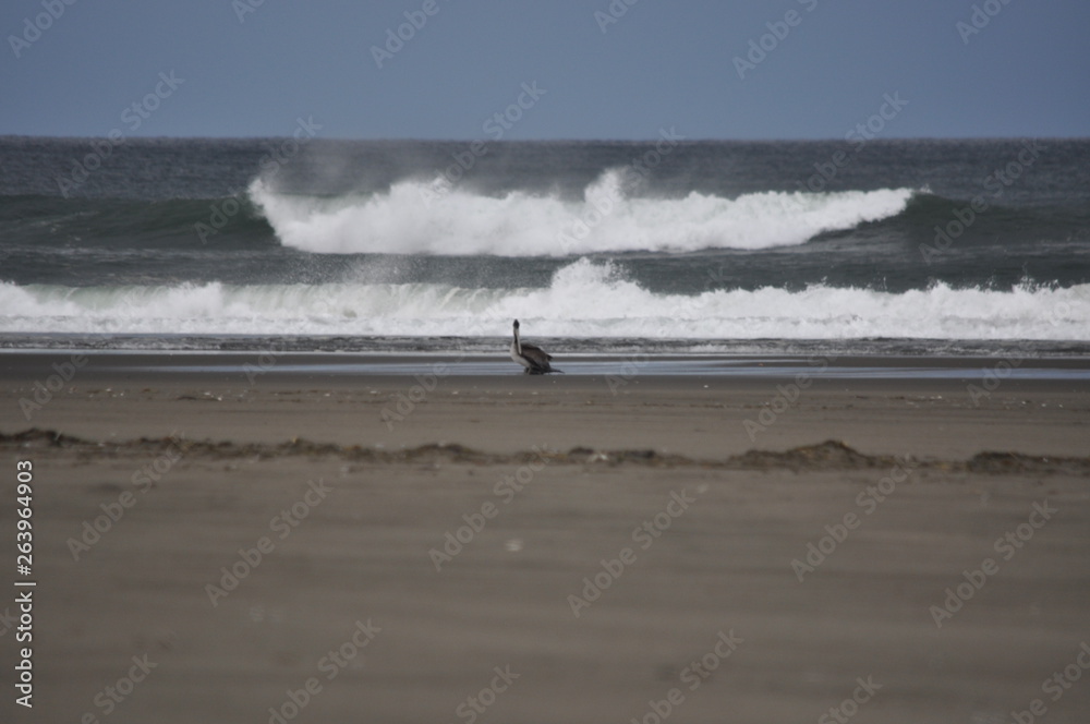 Pelican Near Waves