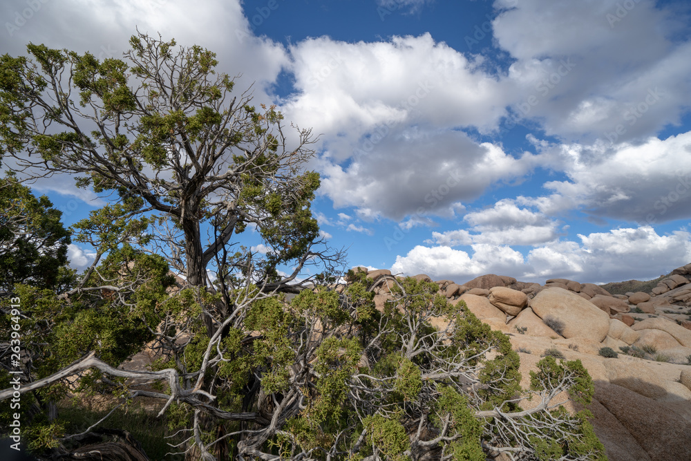 California Juniper trees grow among the rock boulders inside of Joshua Tree National Park in the Mojave Desert