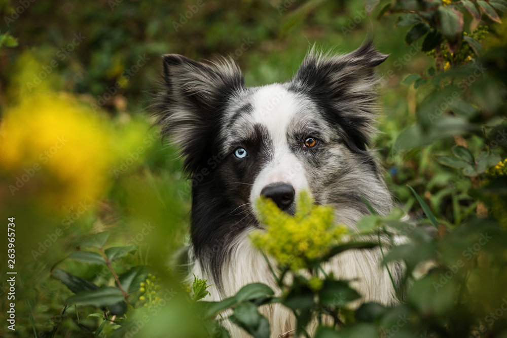Border collie dog with mahonia branches