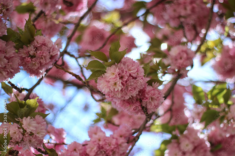 pink sakura blooming in the garden pink sakura blooming in the garden
