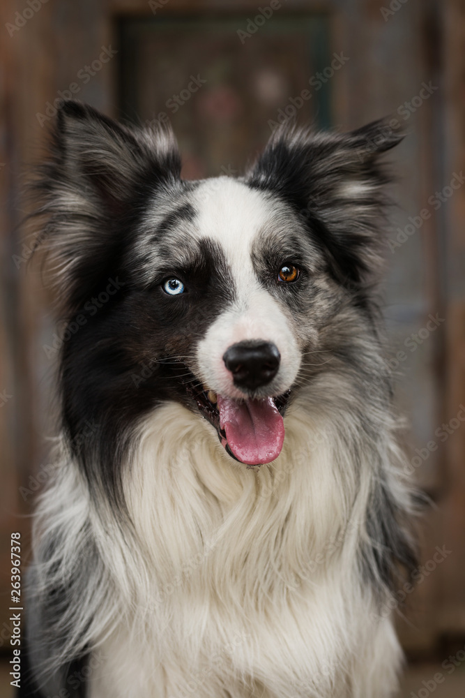 Fototapeta premium Border collie dog with wooden background
