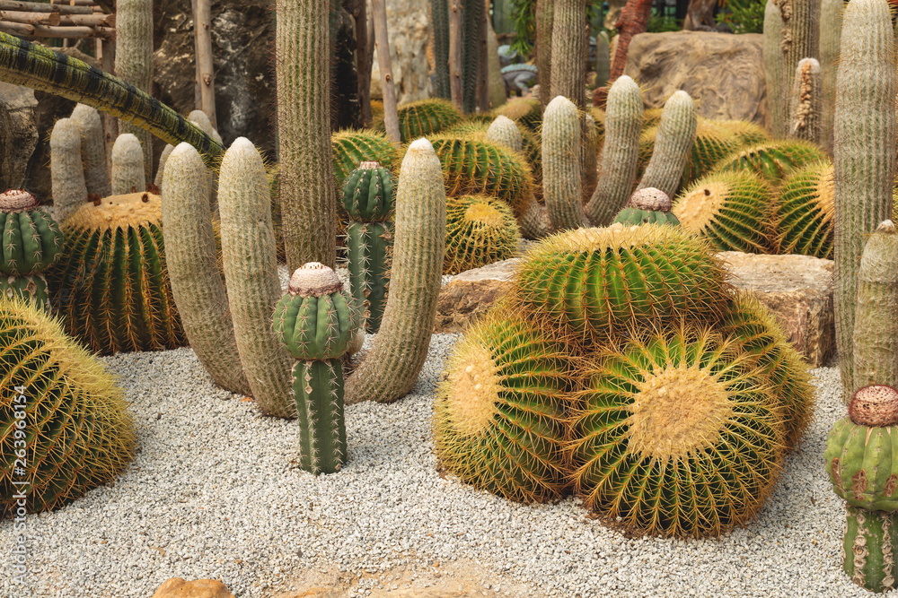 many species of cactus in the botanical garden many species of cactus in the botanical garden