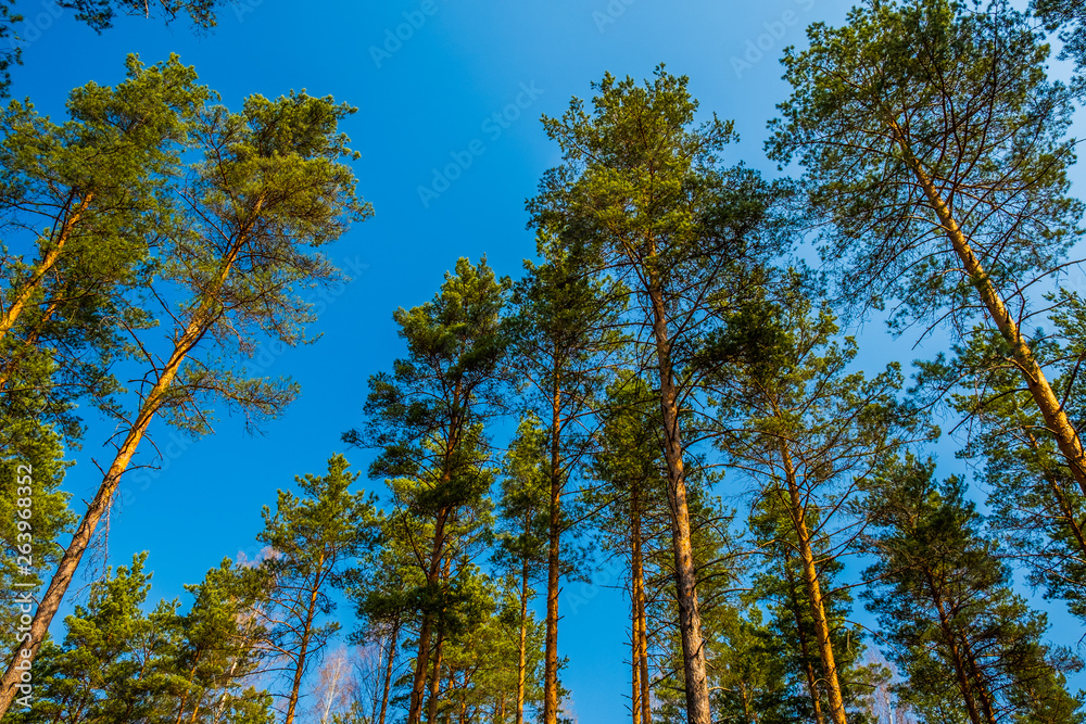 Obraz premium Treetops with blue sky background as viewed from ground level
