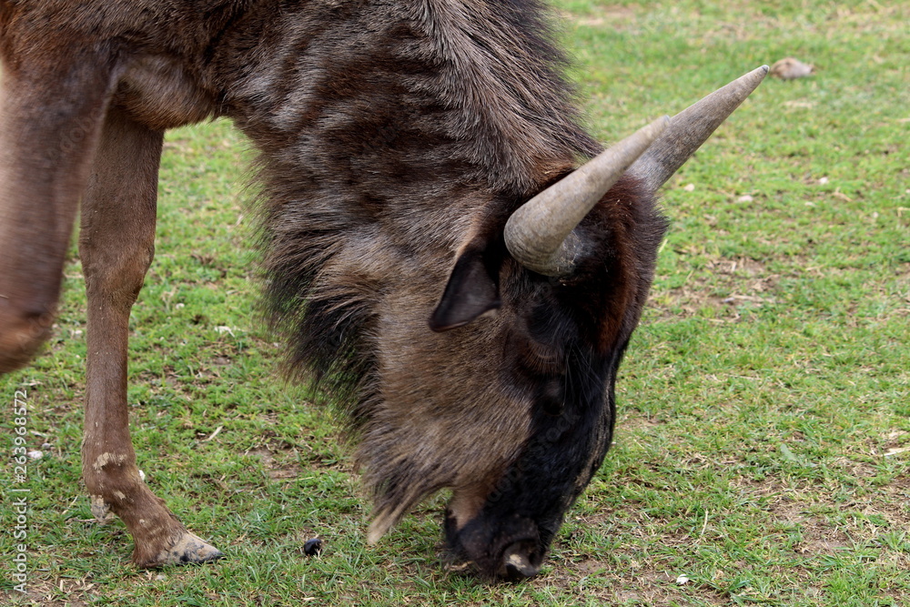 Close-up of a Gnu or Wildbeest (Connochaetes taurinus) that is eating grass Close-up of a Gnu or Wildbeest (Connochaetes taurinus) that is eating grass