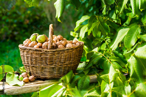 basket of walnuts in the garden near the tree