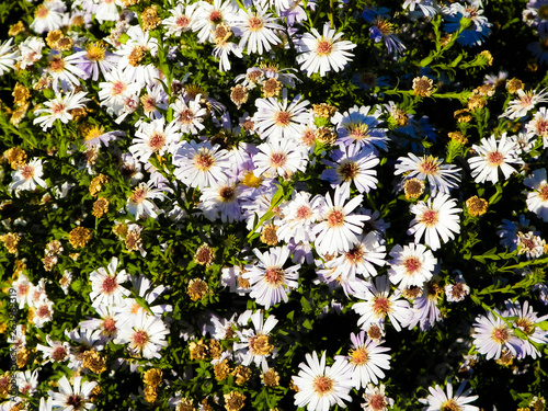 Gerbera flowers as nature background. photo