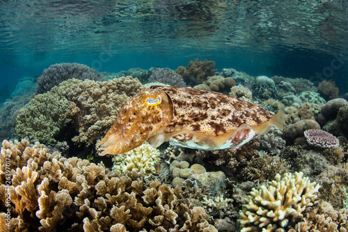 A female Broadclub cuttlefish  Sepia latimanus  prepares to lay eggs in a coral colony on a reef in Raja Ampat  Indonesia.