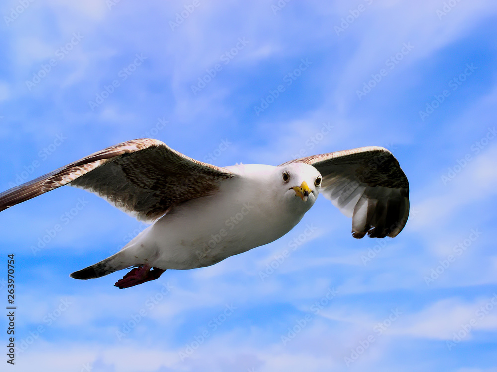 Fototapeta premium Seabird in flight against a whispy white cloud and blue sky background.